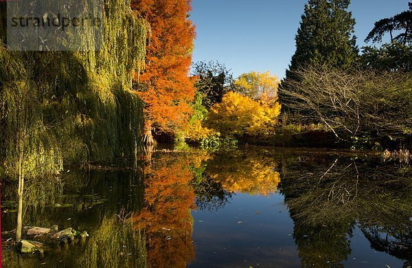 Europa Großbritannien Spiegelung Garten Herbst Sumpf Botanik Cambridgeshire England Laub Reflections