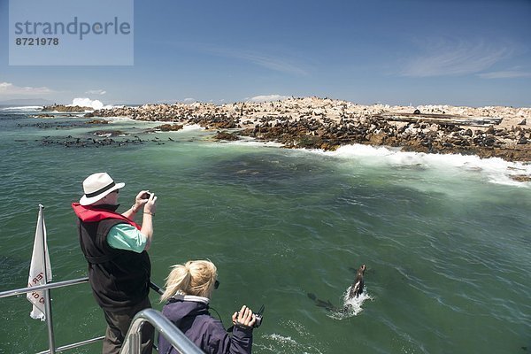 Südliches Afrika  Südafrika  Wasser  Gansbaai  Gans Bay  Tourist  fotografieren  Film  Afrika  Robbe  Western Cape  Westkap