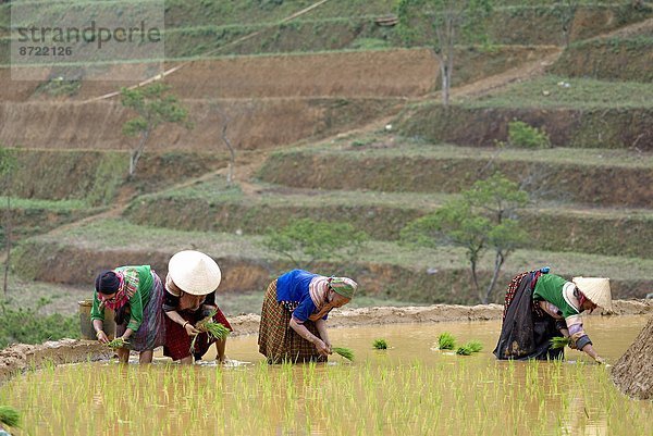 Frau  Blume  arbeiten  Feld  Reis  Reiskorn  Südostasien  Vietnam  Asien