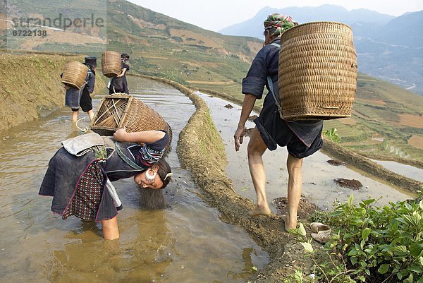 arbeiten  schwarz  Feld  Reis  Reiskorn  jung  Ethnisches Erscheinungsbild  Südostasien  Mädchen  Vietnam  Asien