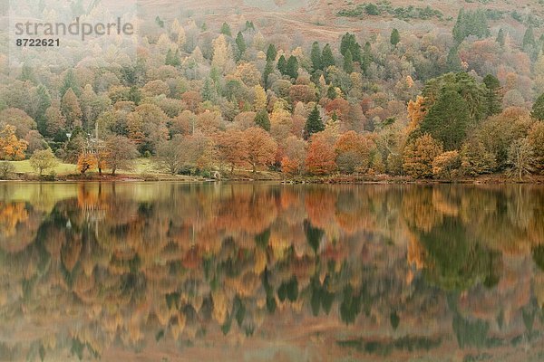 Farbaufnahme  Farbe  Europa  Großbritannien  See  Spiegelung  Herbst  Cumbria  Ortsteil  England  Grasmere