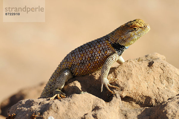 Männlicher Wüstenstachelleguan (Sceloporus magister) sonnt sich  Grand Staircase-Escalante National Monument  Utah  USA