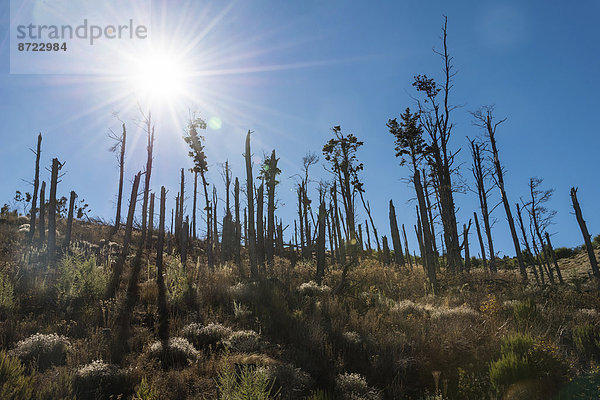 Abgebrannte Kalifornische Kiefern  angepflanzt aufgrund schnelleren Wachstums als heimische Kiefern  Teneriffa  Kanarische Inseln  Spanien