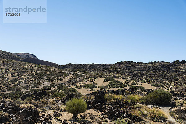 Vulkanlandschaft  mit Sträuchen bewachsene Hochebene Llano de Uruanca um den Teide  Parque Nacional de las Cañadas del Teide  Teide-Nationalpark  UNESCO Weltnaturerbe  Teneriffa  Kanarische Inseln  Spanien