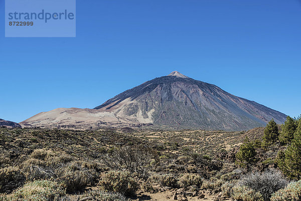 Vulkanlandschaft  mit Sträuchen bewachsene Hochebene Llano de Uruanca mit Pico del Teide  3718m  Parque Nacional de las Cañadas del Teide  Teide-Nationalpark  UNESCO Weltnaturerbe  Teneriffa  Kanarische Inseln  Spanien