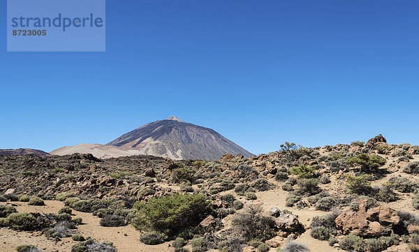Vulkanlandschaft  mit Sträuchen bewachsene Hochebene Llano de Uruanca mit Pico del Teide  3718m  Parque Nacional de las Cañadas del Teide  Teide-Nationalpark  UNESCO Weltnaturerbe  Teneriffa  Kanarische Inseln  Spanien