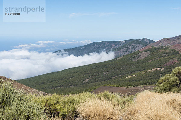 Passatwolken hängen am Kiefernwald  Parque Nacional de las Cañadas del Teide  Teide-Nationalpark  UNESCO Weltnaturerbe  Teneriffa  Kanarische Inseln  Spanien