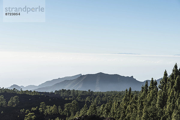 Lavafeld mit Kanarischen Kiefern (Pinus canariensis)  Teide-Nationalpark  UNESCO-Weltnaturerbe  Teneriffa  Kanarische Inseln  Spanien