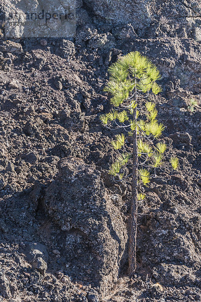 Kanarische Kiefer (Pinus canariensis) auf Lavagestein  Teneriffa  Kanarische Inseln  Spanien