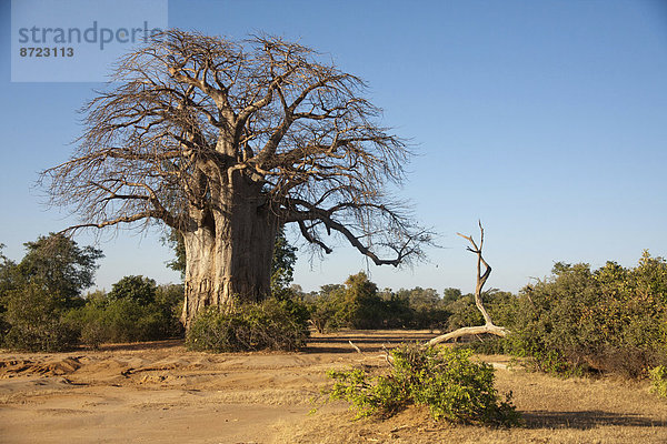Afrikanischer Affenbrotbaum (Adansonia digitata) in Buschlandschaft  Lower Zambezi  Sambia