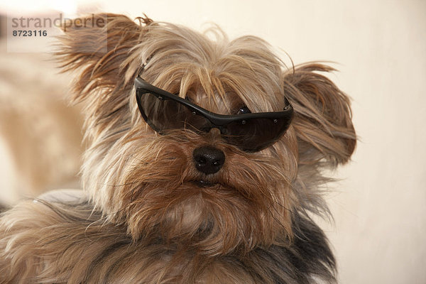 Yorkshire Terrier mit Sonnenbrille  Portrait