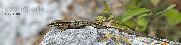 Kroatische Gebirgseidechse (Iberolacerta horvathi)  Provinz Udine  Italien