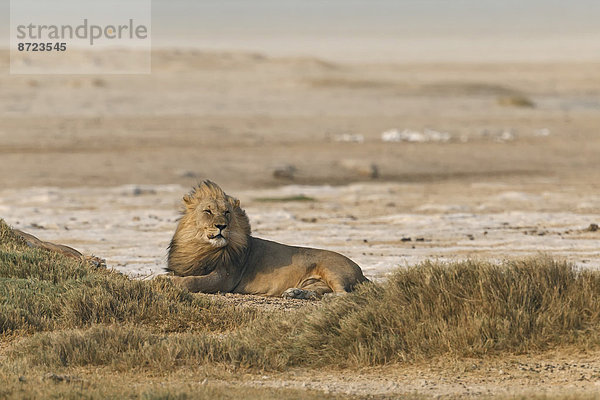 Afrikanischer Löwe (Panthera Leo)  rastend am Rande der Etosha-Pfanne  Etosha-Nationalpark  Namibia