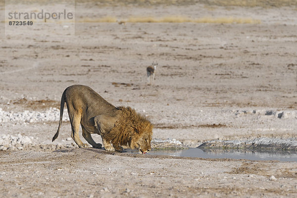 Afrikanischer Löwe (Panthera Leo)  beim Trinken am Nebrownii Wasserloch  Etosha-Nationalpark  Namibia