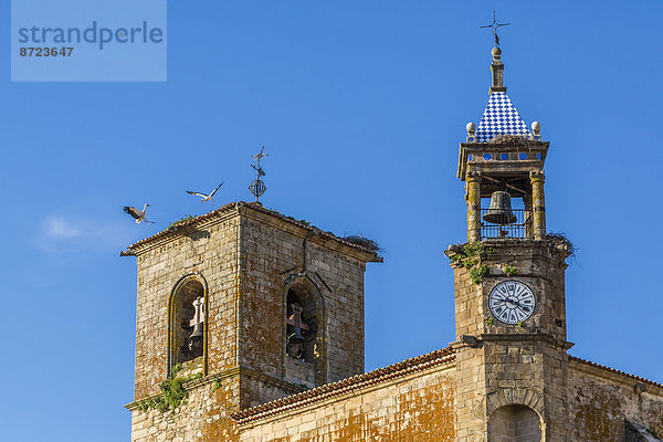 Weißstorchnester auf dem Dach der Kirche Santa María la Mayor  Trujillo  Spanien