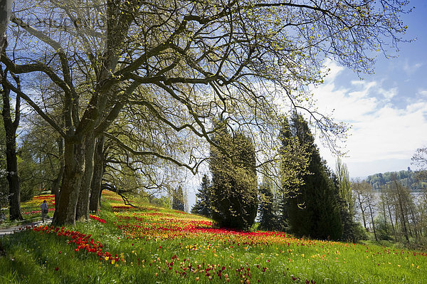 Bunte Frühlingswiese mit Osterglocken und Tulpen  Mainau  Baden-Württemberg  Deutschland