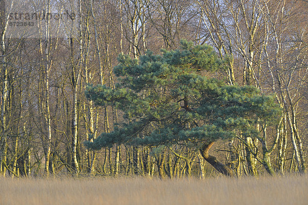 Kiefer (Pinus sylvestris) und Moor-Birken (Betula pubescens) im Moor  Tinner Dose  Emsland  Niedersachsen  Deutschland