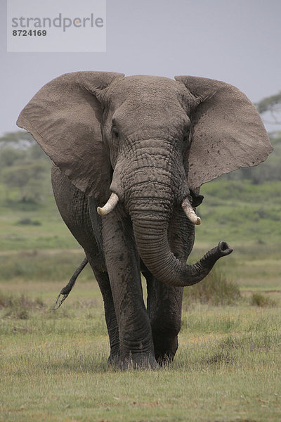 Afrikanischer Elefant (Loxodonta africana)  Serengeti  Tansania