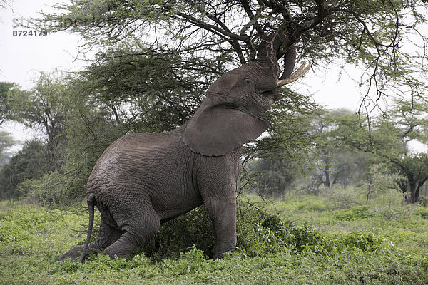 Afrikanischer Elefant (Loxodonta africana)  Bulle zerstört Baum  Serengeti  Tansania