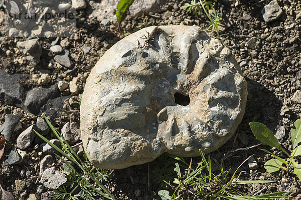 Ammonit  Versteinerung  Ettersberg  Weimar  Thüringen  Deutschland