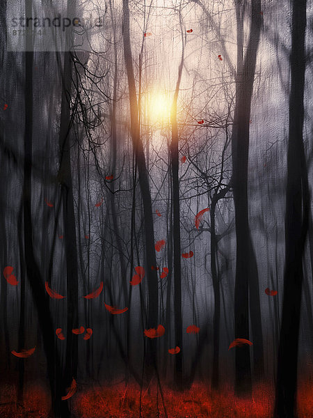 hinter Laubwald beleuchtet fallen fallend fällt Baum Stimmung Laub rot Sonne