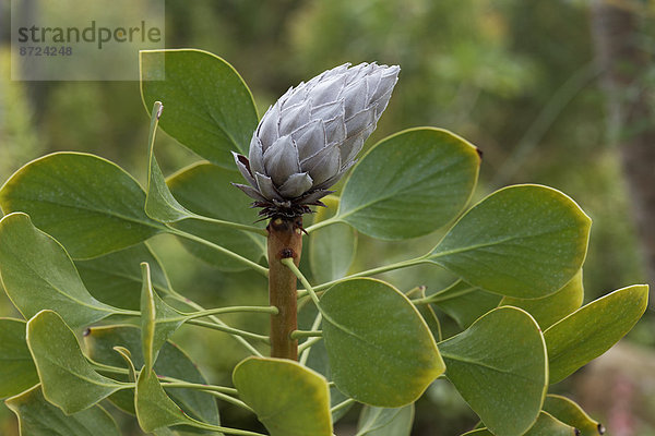 Knospe einer Königs-Protea (Protea cynaroides)  Vorkommen in Südafrika