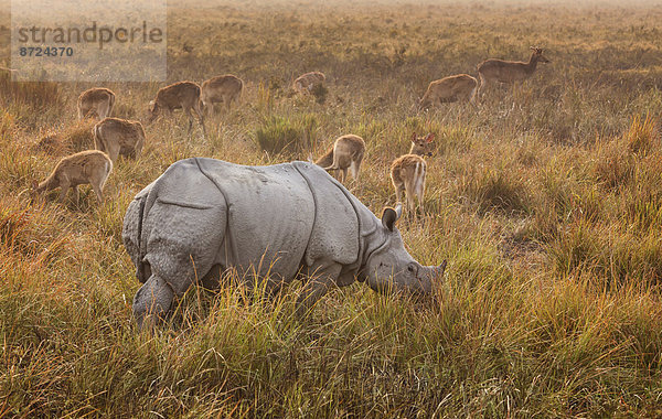 Panzernashorn (Rhinoceros unicornis)  hinten Zackenhirsche (Cervus duvaucelii)  Kaziranga-Nationalpark  Assam  Indien