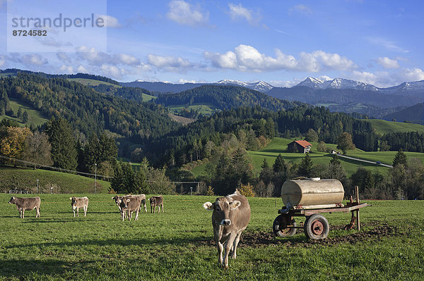Braunvieh auf der Weide  mit Wasserwagen  hinten die Allgäuer Alpen  Stiefenhofen  Allgäu  Bayern  Deutschland