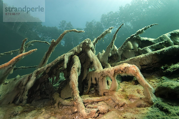 Wurzeln mit Schleimalgen  Totalreflexion Bäume  Unterwasserlandschaft  Fernsteinsee  Tirol  Österreich