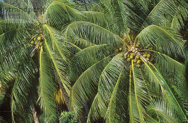 Kokosnüsse an Kokospalme (Cocos nucifera)  Ko Samui  Thailand