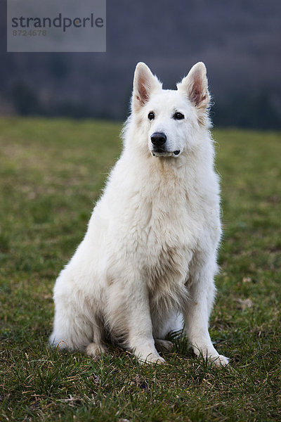 Weißer Schäferhund  Rüde  Österreich