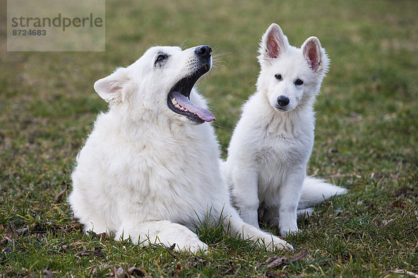 Weiße Schäferhunde  Rüde und Welpe  Österreich