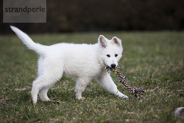 Weißer Schäferhund  Welpe spielt mit Hundespielzeug  Österreich