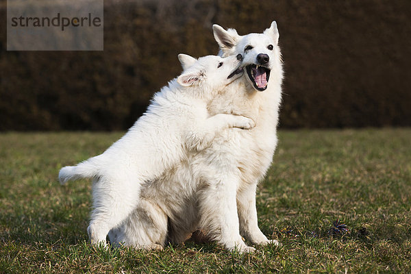 Weiße Schäferhunde  Welpe und Rüde spielen  Österreich