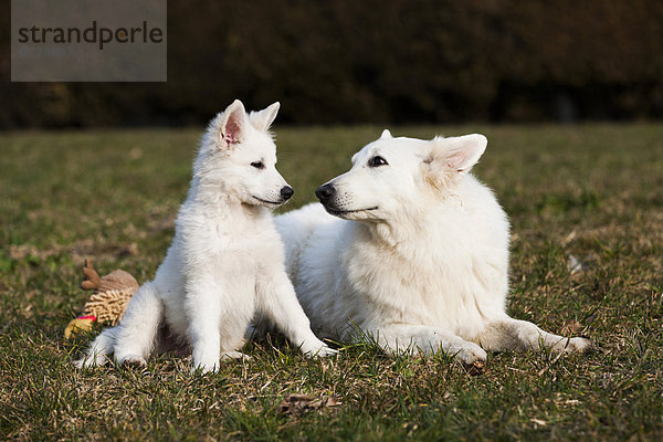 Weiße Schäferhunde  Welpe und Rüde  Österreich