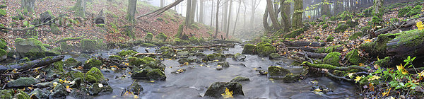 Bachlauf mit moosbedeckten Basaltsteinen und liegenden Baumstämmen  Hoher Westerwald  Hessen  Deutschland