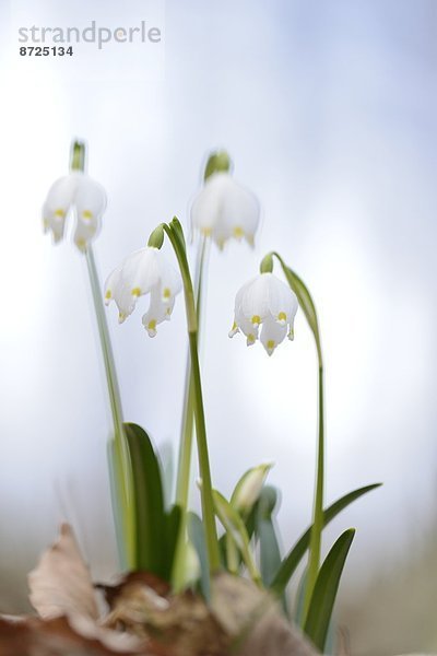 Nauhaufnahme einer Frühlings-Knotenblume (Leucojum vernum)