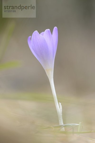 Nahaufnahme eines Elfen-Krokus (Crocus tommasinianus)