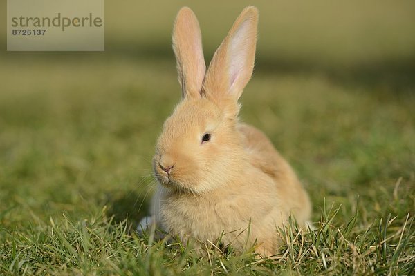 Sieben Wochen altes Hasen-Jungtier auf einer Wiese