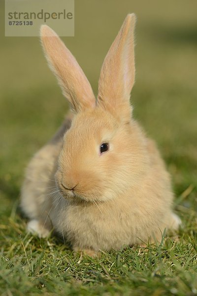 Sieben Wochen altes Hasen-Jungtier auf einer Wiese