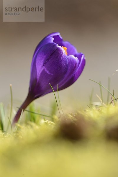 Nahaufnahme eines Frühlings-Krokus (Crocus vernus)