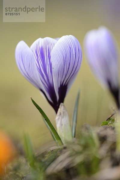 Nahaufnahme eines Frühlings-Krokus (Crocus vernus)