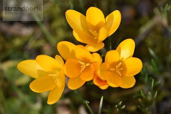 Nahaufnahme eines Frühlings-Krokus (Crocus vernus)