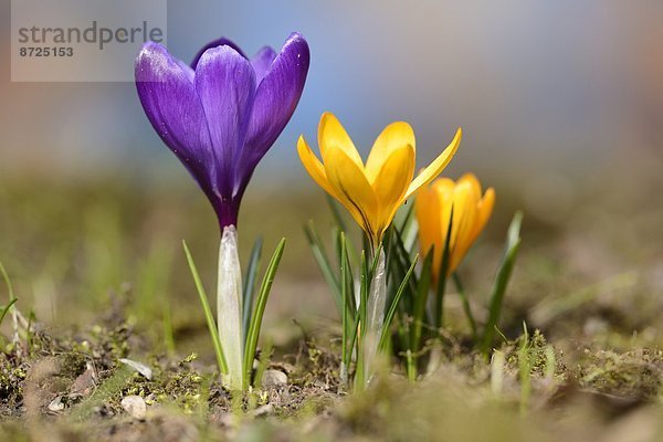 Nahaufnahme eines Frühlings-Krokus (Crocus vernus)