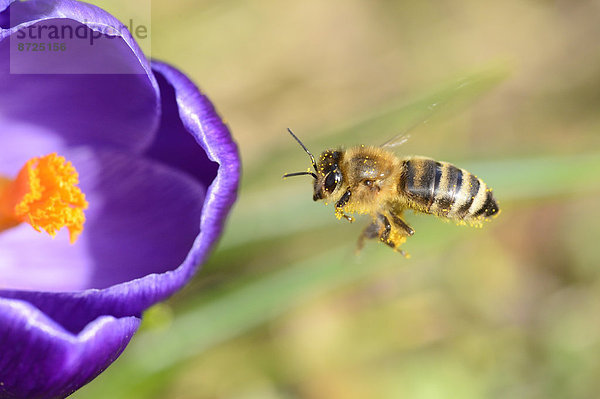 Nahaufnahme einer Honigbiene (Apis mellifera) auf einem Frühlings-Krokus (Crocus vernus)