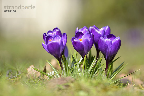 Nahaufnahme eines Frühlings-Krokus (Crocus vernus)