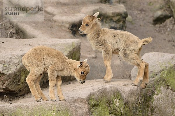 Verspielte Mähnenspringer-Jungtiere (Ammotragus lervia)