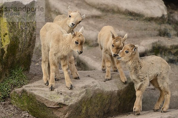 Verspielte Mähnenspringer-Jungtiere (Ammotragus lervia)