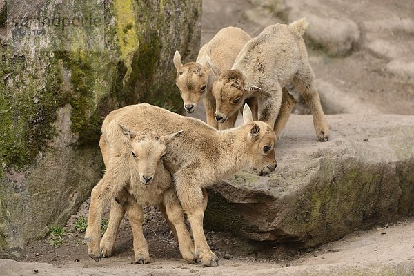 Verspielte Mähnenspringer-Jungtiere (Ammotragus lervia)