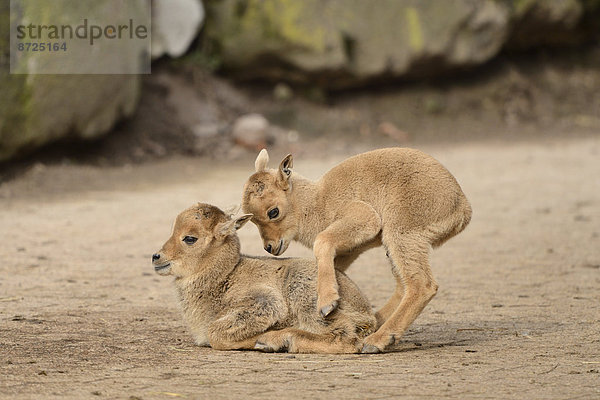 Verspielte Mähnenspringer-Jungtiere (Ammotragus lervia)